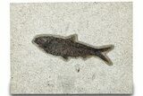 Detailed Fossil Fish (Knightia) - Wyoming #314001-1